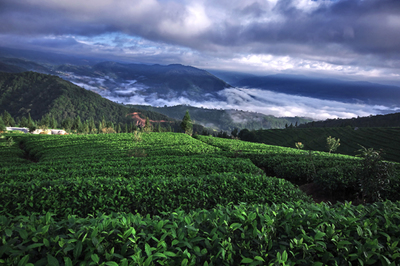 &ldquo;茶馬史詩&rdquo;:起錨的普洱市茶業(yè)億元航母編隊(duì)-名家專欄-李國標(biāo)-云南普洱茶信息綜合門戶網(wǎng)-普洱中國