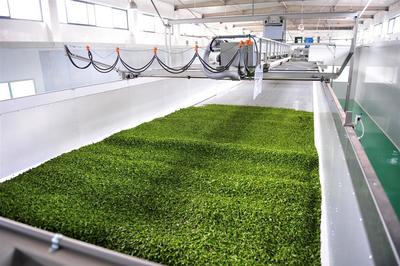 蕭氏茶業榮登中國農企500強榜單，彰顯茶業發展新高度