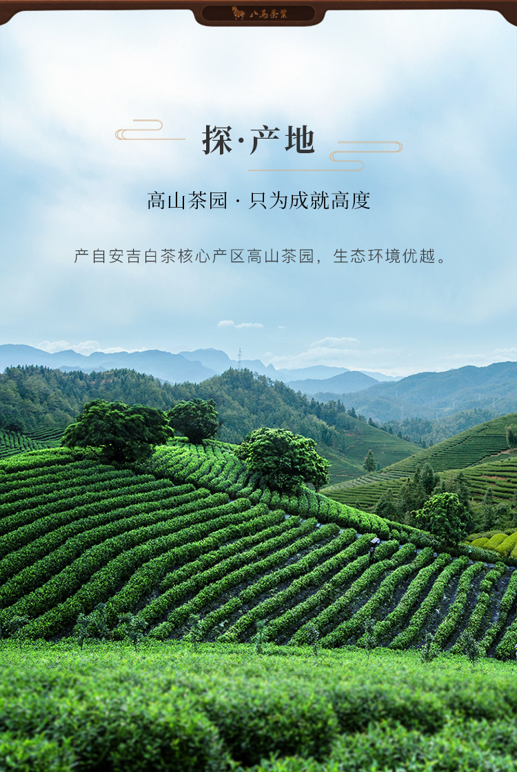 品味春之鮮爽 八馬入口知系列安吉白茶禮盒品鑒